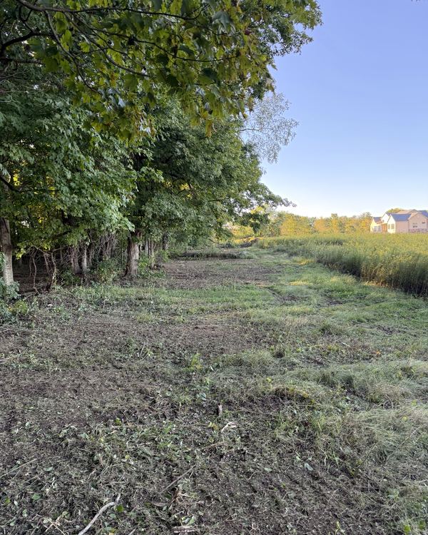 After: long wood line and field edge opened back up, Groveport, Franklin County