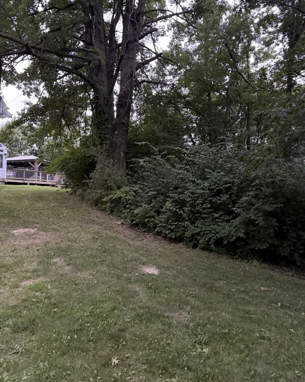 Before: overgrown hedge row behind the deck, cleared to an open slope, Sunbury, Delaware County