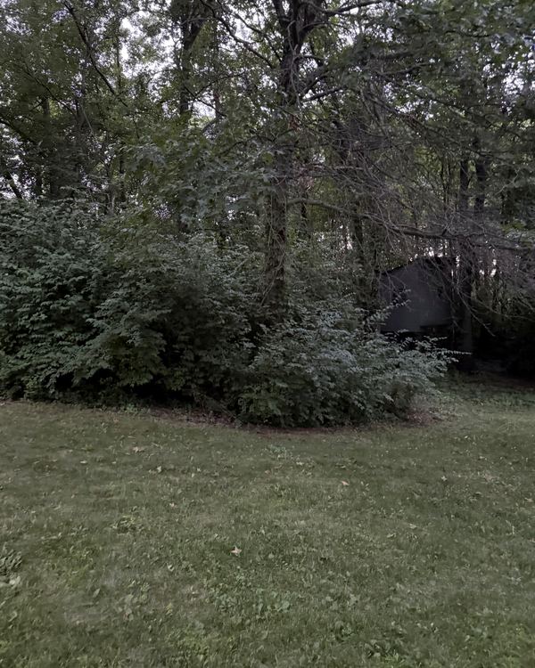 Before: thick brush around the shed, cleared to a walkable path, Sunbury, Delaware County